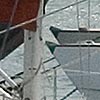 VERY near miss in the harbour!
